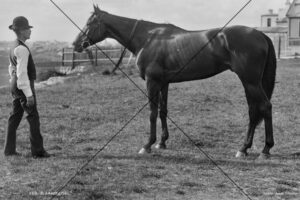 Blarneystone Horse Vintage Race Portrait Photo Print 6" x 4"