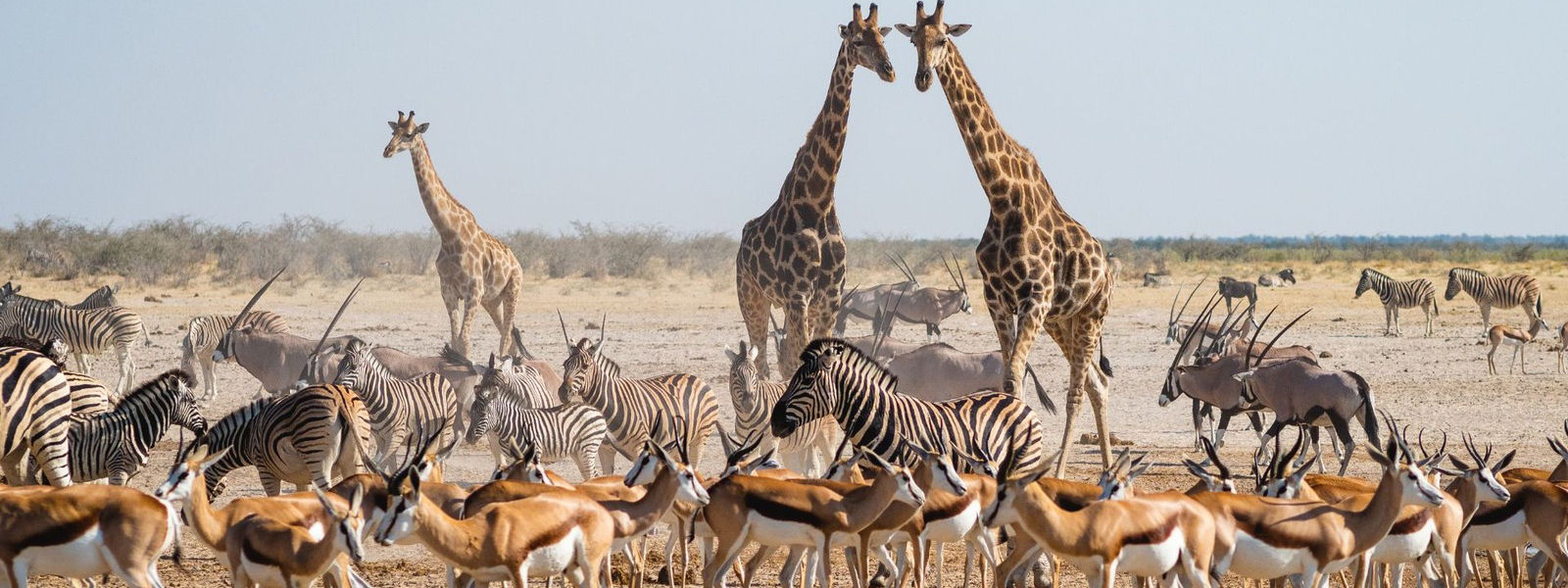 Animals & Wildlife Banner