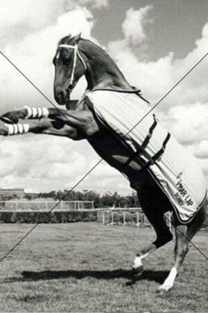 Phar Lap Rearing in Blanket Historic Photo Print 6" x 4"