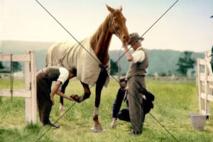 Phar Lap Getting Hooves Inspected Colorized Photo Print 6" x 4"