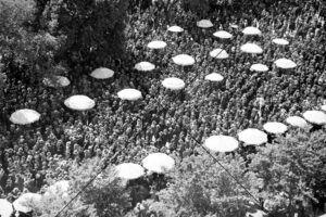 Umbrella-Shaded Bettors at Melbourne Cup 1936 Photo Print 6" x 4"