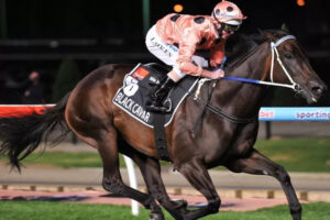 Black Caviar in Full Flight During Race Night 6" x 4" Photo Print