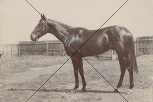 Merriwee Melbourne Cup Winner 1899 Standing Pose 6" x 4" Photo Print