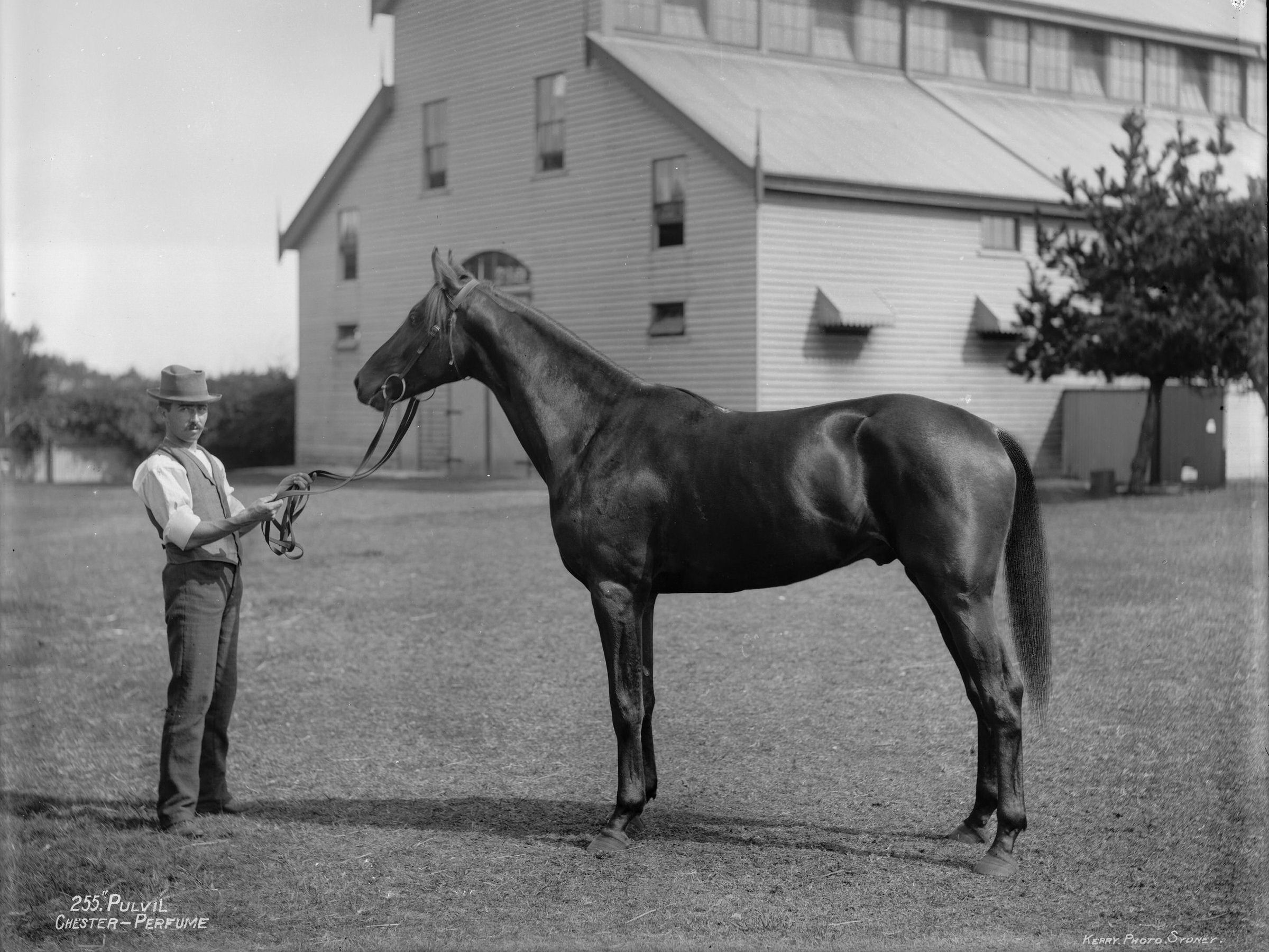 Pulvil at Newmarket Stables 6" x 8" Photo Print