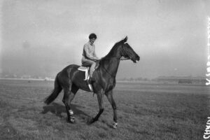 Training gallops at Randwick Racecourse.1955 6" x 4" Photo Print