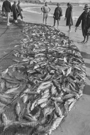 Drag Net Fishing On NSW Beach 6" x 4" Photo Print