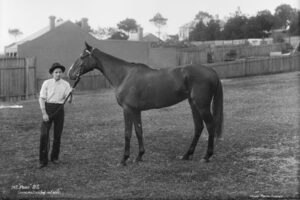 Handler With Horse 'Paris' In Sydney Backyard 6" x 4" Photo Print