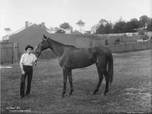Side View of 'Paris' Thoroughbred in Sydney 6" x 8" Photo Print