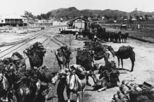 Camels At Duchess Railway Station 1910 6" x 4" Photo Print