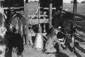 Eight Maids A Milking Just One Lovely Maiden 6" x 4" Photo Print