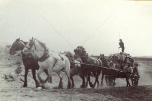 Team Of Horses Pulling Cut Prickly Pear During Drought  6" x 4" Photo Print