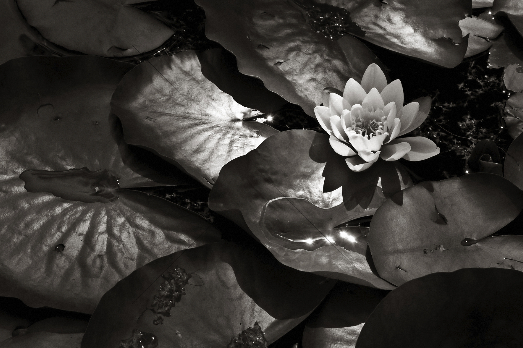 The World In Black And White 6" x 4" Photo Print