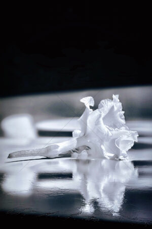 The World In Black And White 6" x 4" Photo Print