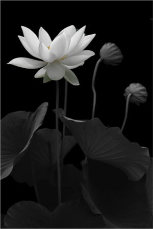 The World In Black And White 6" x 4" Photo Print