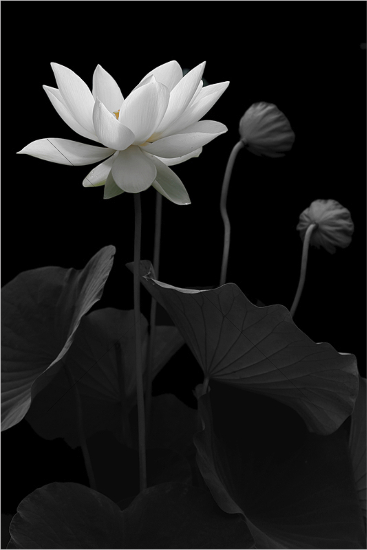 The World In Black And White 6" x 4" Photo Print