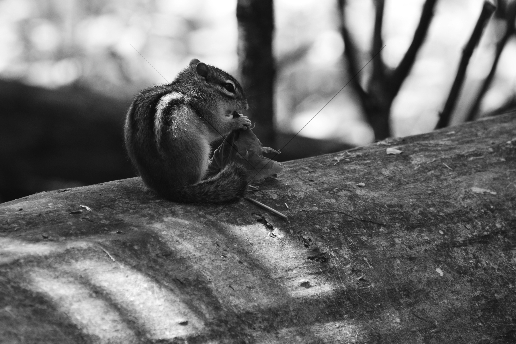 The World In Black And White 6" x 4" Photo Print