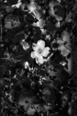 The World In Black And White 6" x 4" Photo Print