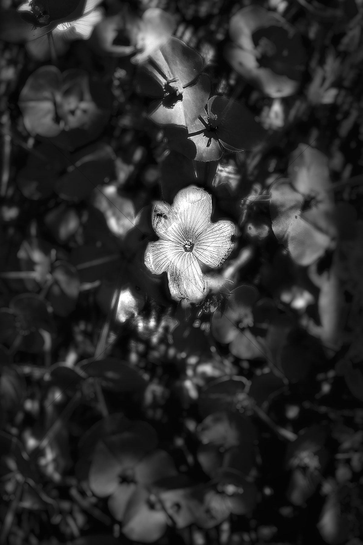 The World In Black And White 6" x 4" Photo Print