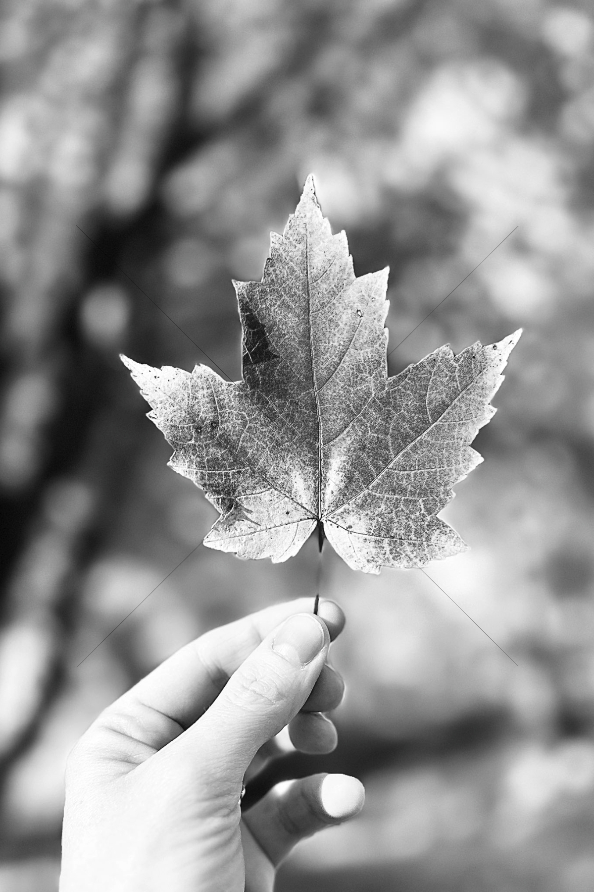 The World In Black And White 6" x 4" Photo Print