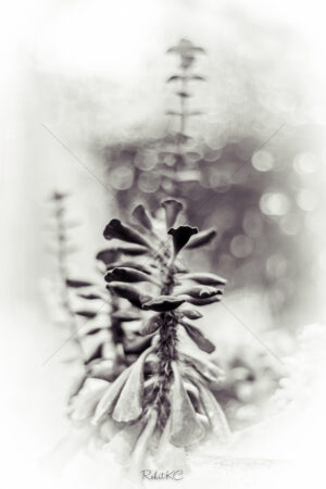 The World In Black And White 6" x 4" Photo Print