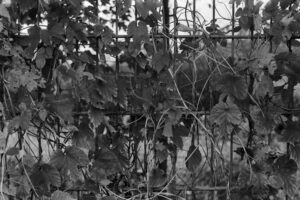 The World In Black And White 6" x 4" Photo Print