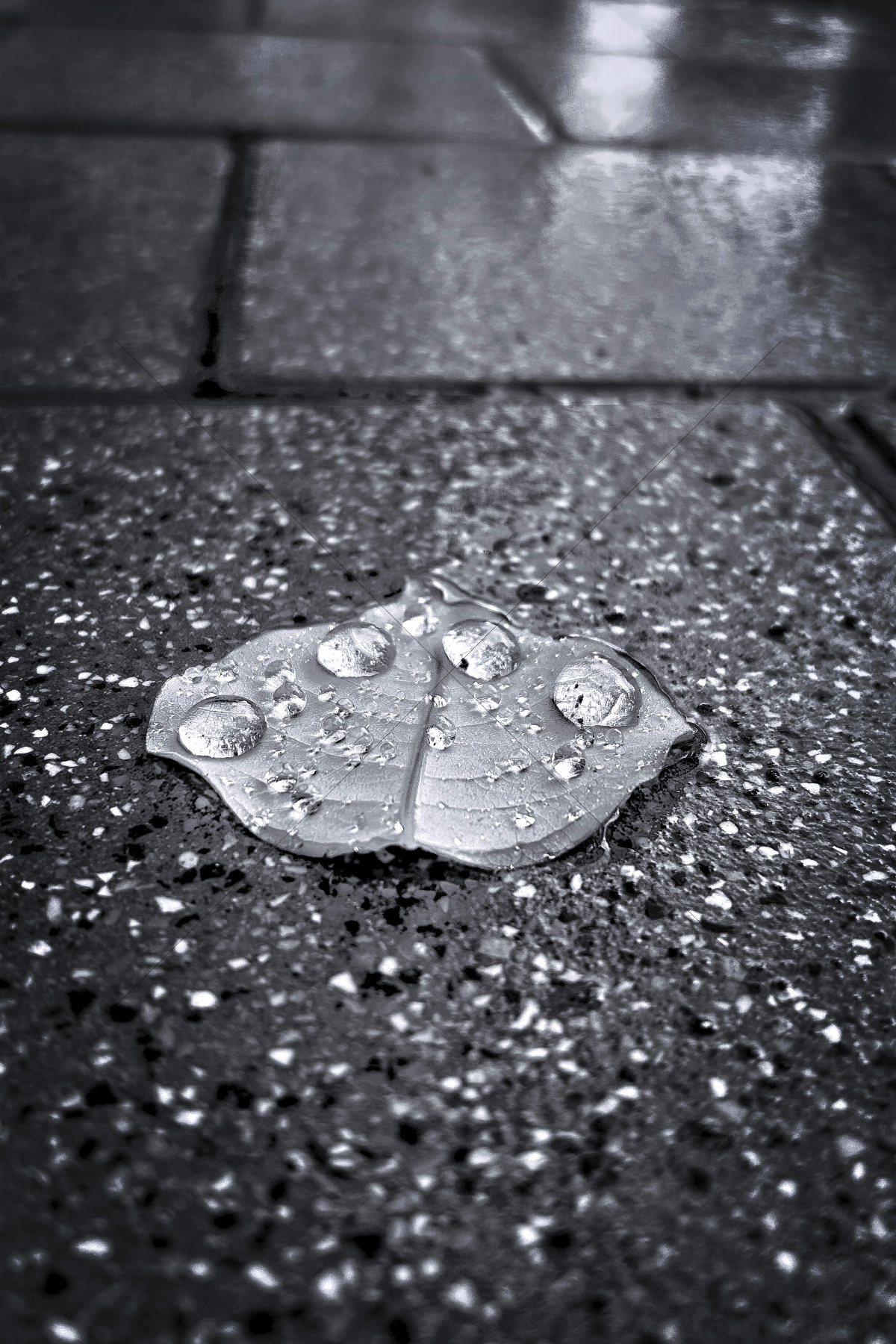 The World In Black And White 6" x 4" Photo Print