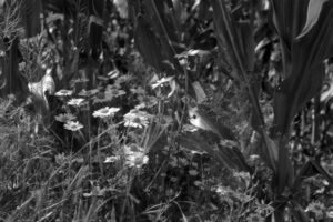 The World In Black And White 6" x 4" Photo Print