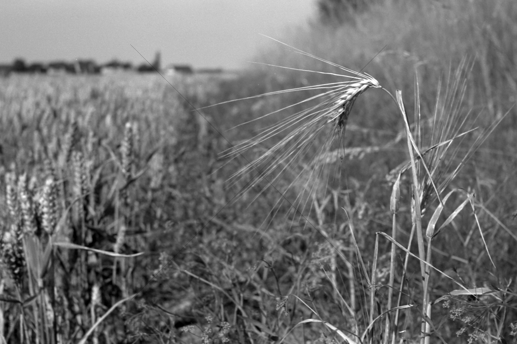 The World In Black And White 6" x 4" Photo Print