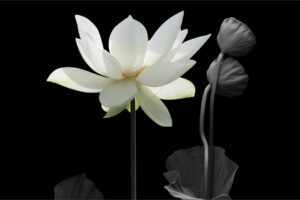 The World In Black And White 6" x 4" Photo Print