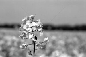 The World In Black And White 6" x 4" Photo Print