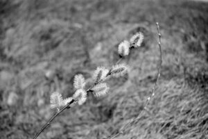 The World In Black And White 6" x 4" Photo Print