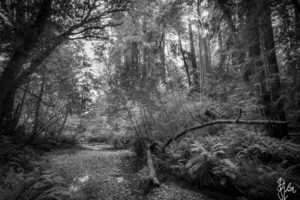 The World In Black And White 6" x 4" Photo Print