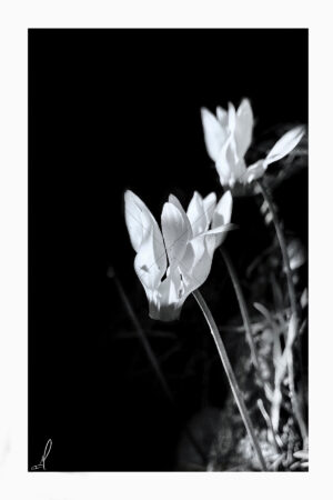 The World In Black And White 6" x 4" Photo Print