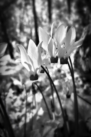 The World In Black And White 6" x 4" Photo Print