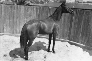 Yearling Sales Sand Pit at Inglis Sales 1935 6"x4" Photo Print