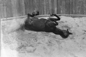 Yearling Sales Sand Pit at Inglis Sales 6"x4" Photo Print