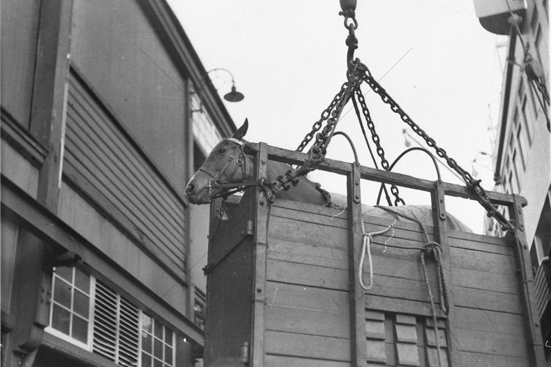 NZ Racehorse Toaraweal Darling Harbour 1935 6"x4" Photo Print