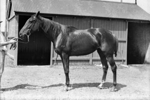 Race Mare Vintage Inglis Yearling Sales Newmarket 6"x4" Photo Print