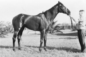 Race Horse Dark Sky 1935 6"x4" Photo Print