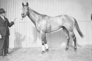 Racehorse Silver King 1934 6"x4" Photo Print