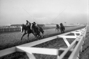 Training Gallops Randwick Racecourse 1955 6"x4" Photo Print