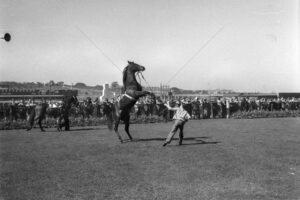 Two Year Old Horse Trials Randwick 1955 6"x4" Photo Print