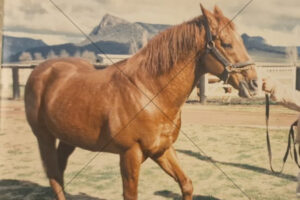 Racehorse Vain Widden 1987 Portrait 6" x 4" Photo Print