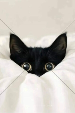 Black and White Cat In Sheets  6" x 4" Photo Print