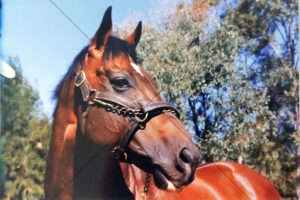 Coolmore Stud Danehill Stallion Portrait 6"x4" Photo Print