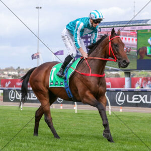 Romantic Warrior Pre Race Flemington 6" x 4" Photo Print