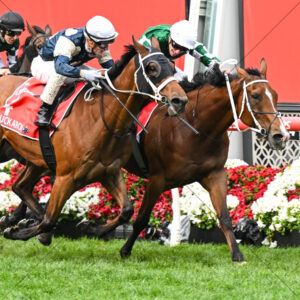 Via Sistina Holds Off Rivals In Cox Plate Finish 6" x 6" Photo Print