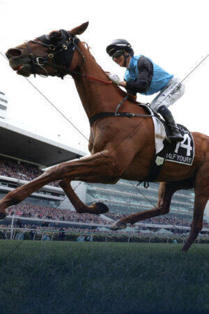 Half Yours Melbourne Cup Winning Surge 6" x 4" Photo Print