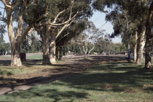 Royal Park Trees Along Flemington Road 1990s 6" x 4" Photo Print