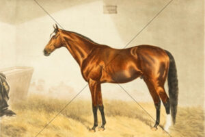 Carbine Champion Racehorse Stable Portrait 6" x 4" Photo Print